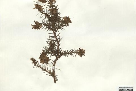 Genista hirsuta Vahl -  RO-HSepv 17082 photo