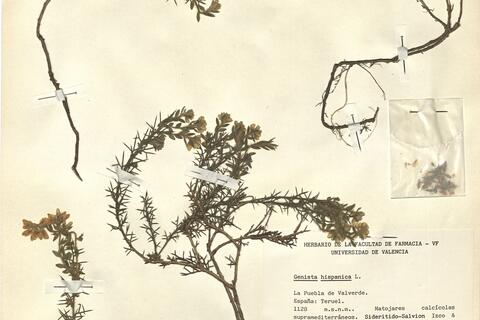 Genista hispanica L. -  RO-HSepv 12255 photo