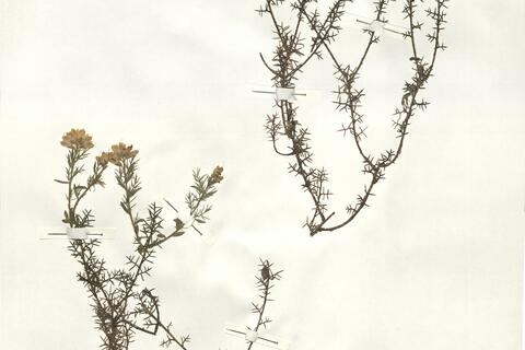 Genista hispanica L. subsp. hispanica -  RO-HSepv 14175 photo