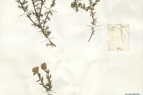 Genista hispanica L. subsp. hispanica -  RO-HSepv 15211 photo