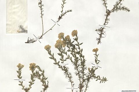 Genista hispanica L. subsp. hispanica -  RO-HSepv 19115 photo