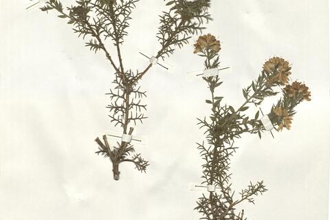 Genista hispanica L. subsp. occidentalis Rouy -  RO-HSepv 15213 photo