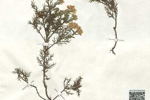 Genista hispanica L. subsp. occidentalis Rouy -  RO-HSepv 18071 photo