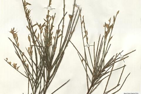 Genista hystrix Lange -  RO-HSepv 16158 photo