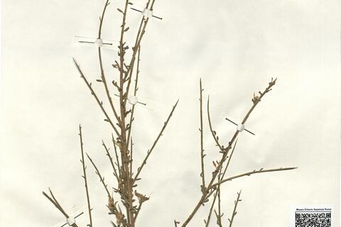 Genista hystrix Lange  -  RO-HSepv 11347 photo