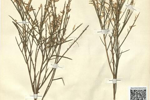 Genista hystrix Lange subsp. hystrix -  RO-HSepv 12256 photo