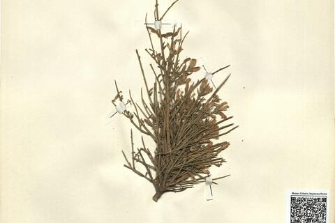 Genista lobelii DC. var. salzmannii (DC.) Spach -  RO-HSepv 12257 photo