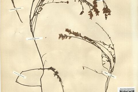 Genista micrantha Ortega -  RO-HSepv 11348 photo