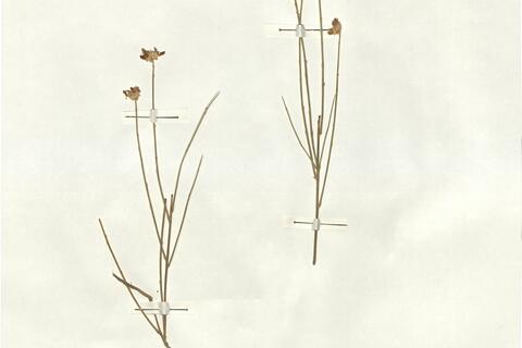 Genista microcephala Coss. & Durieu -  RO-HSepv 17083 - immagine 2