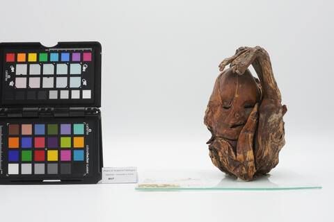 Litopedio 2495 photo