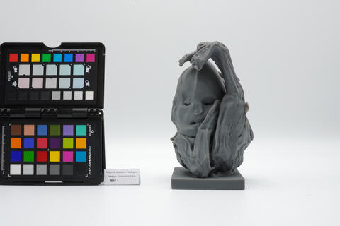 Modello tridimensionale di litopedio 2499 photo