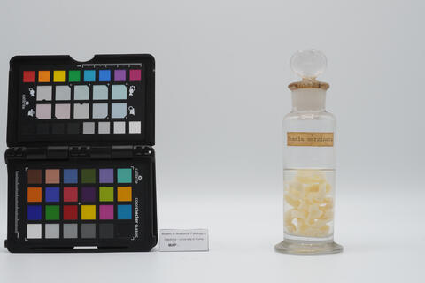 Esemplare di verme solitario 2508 photo