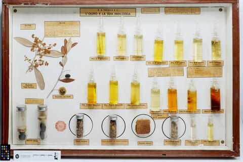 Teca didattica L'olivo e la sua industria P0003 photo