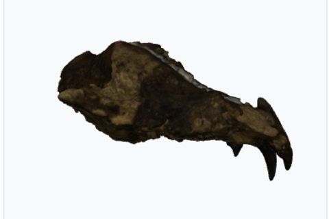 Fossile Canis mosbachensis Ve.1090 photo