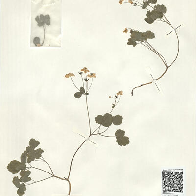 Erbario RO-HSepv 15029 photo