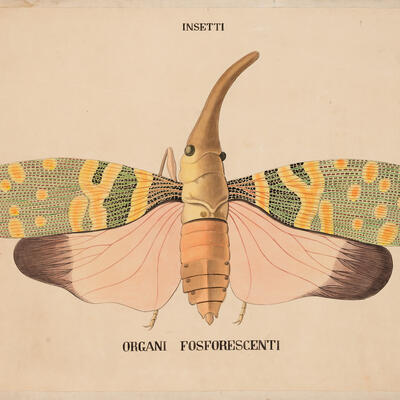 Tavola parietale Insetti organi fluorescenti 0004a photo