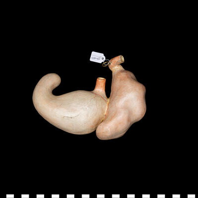 Modello anatomico Stomaco di roditore 111 447 photo