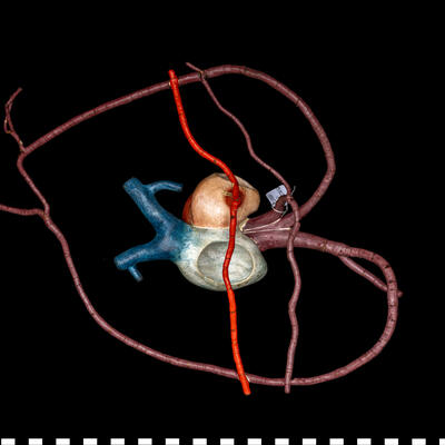 Modello anatomico Cuore di tartaruga 111 448 photo