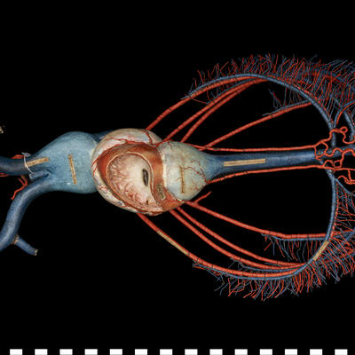 Sistema circolatorio e respiratorio di Teleosteo 111 453 photo