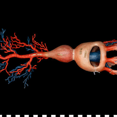 Modello anatomico Sistema circolatorio di mollusco gasteropode 111 454 photo