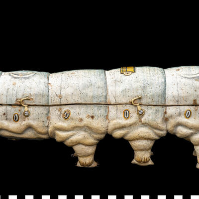 Modello anatomico Baco da seta 111 463 photo