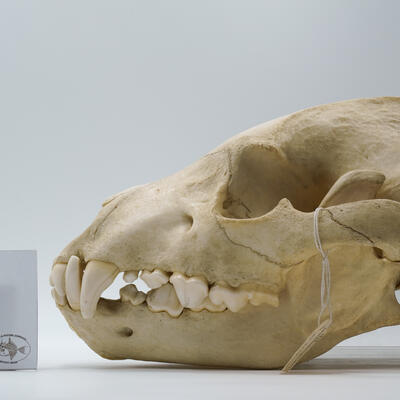 Crocuta crocuta ab0012 photo