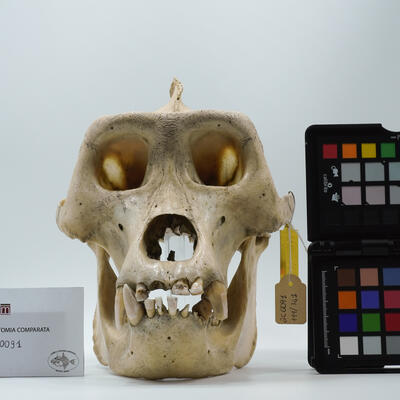 Gorilla gorilla ac0091 photo