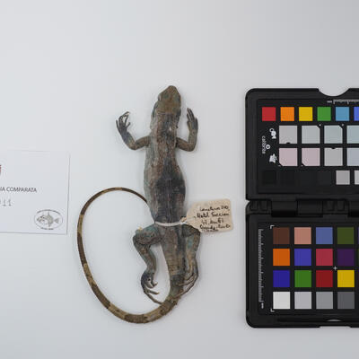 Ctenosaura pectinata ac2011 photo