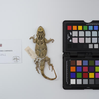 Sceloporus melanorhinus ac2012 photo