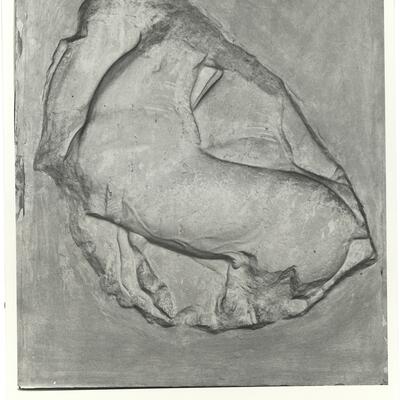 calco di scultura Cavalli: fregio lato nord del Partenone 550 photo