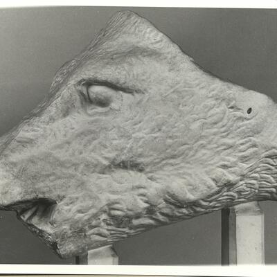 calco di scultura Testa di cinghiale di Calidone, frontone est del Tempio di Atena Alea a Tegea 697 photo