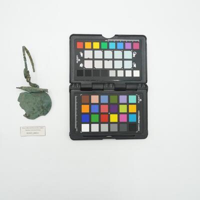 Fibula ad arco obliquo serpeggiante MAEI_00011 photo