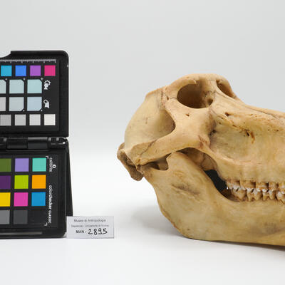 Cranio originale di babbuino (Papio cynocephalus, Cercopithecoidea) 2895 photo