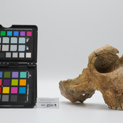 Cranio umano fossile di Homo neanderthalensis (“Saccopastore 2”) 3532-bis photo