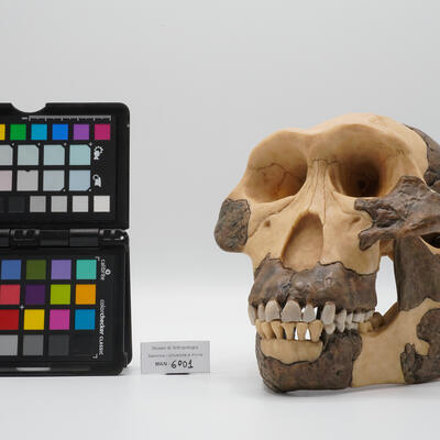 Calco di cranio di ominino fossile 6001 photo