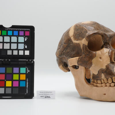 Calco del cranio fossile di Homo ergaster 6002 photo