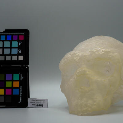 Modello di cranio umano fossile dell’Uomo di Altamura (Homo neanderthalensis) 6003 photo