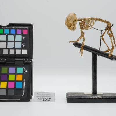 Scheletro completo di primate non umano 6005 photo