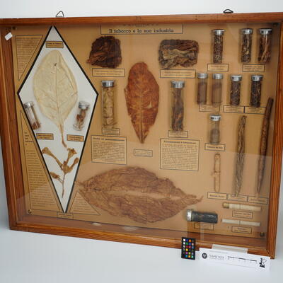 Teca didattica Il Tabacco e la sua industria P0001 photo