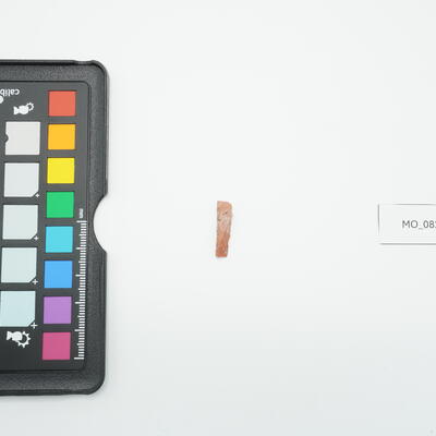 Lama a dorso 8294 photo