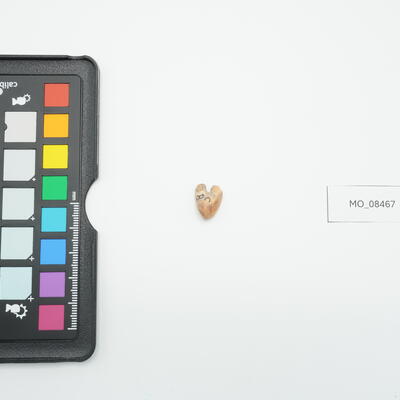 Vertebra di pesce 8467 photo