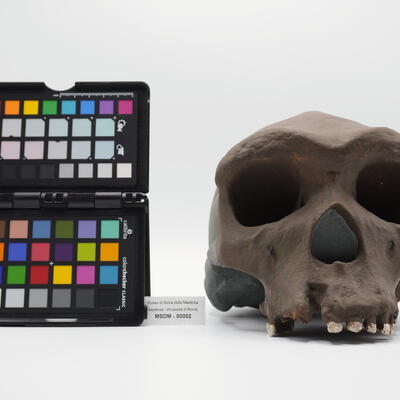 modello di cranio 00002 photo