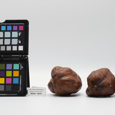 noci di palma 00033 photo