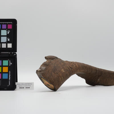 corno a ventosa 00048 photo