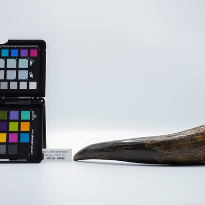 corno rinoceronte 00092 photo