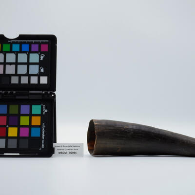 corno rinoceronte 00094 photo