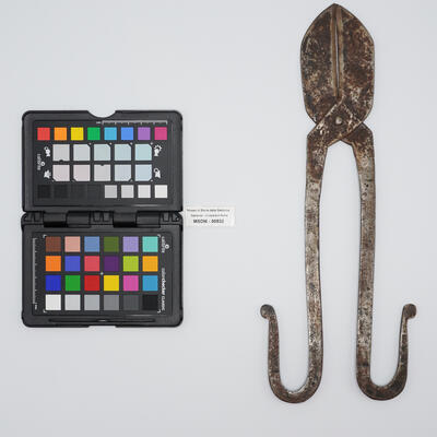 tronchese con branche 00532 photo