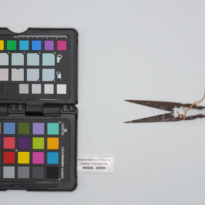 castratore 00566 photo