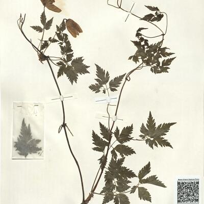 Clematis alpina (L.) Mill. subsp. alpina -  RO-HSepv 15010 photo