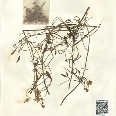 Clematis flammula L. -  RO-HSepv 15994 photo